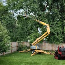 Reliable Firebaugh, CA  Tree Services Solutions